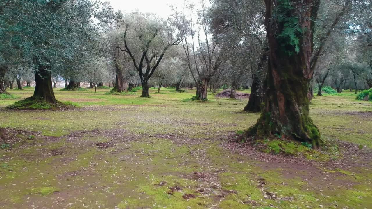 сцена, снятая через калабрийские оливковые деревья