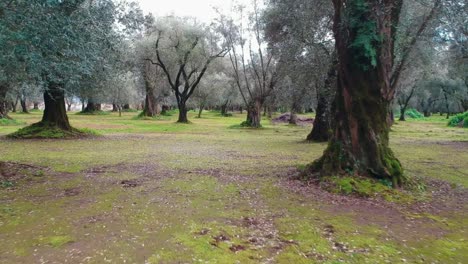 secuencia filmada a través de los olivos de calabria