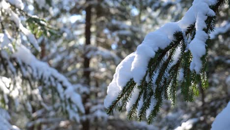 Winter forest landscape with fir tree branch covered in snow