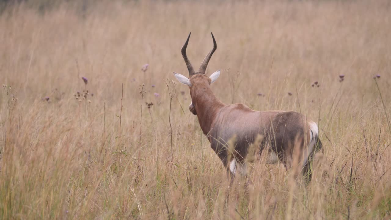 antílope blesbok pastando en pastizales temprano en la mañana, amplio ángulo de tiro bajo, sudáfrica