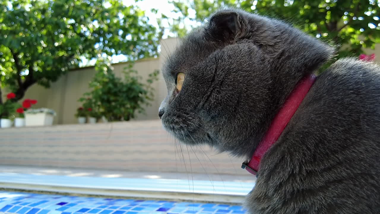 Gatto Scottish Fold con occhi arancioni e collare rosso in piedi vicino a una piscina