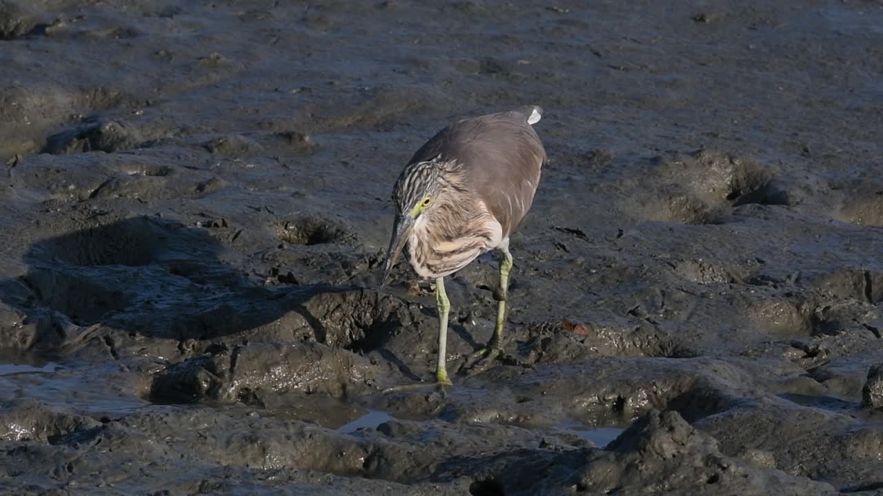 una de las garzas de estanque encontradas en tailandia que muestran diferentes plumajes según la temporada