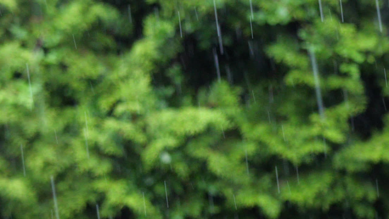 heavy summer rain with green foliage background