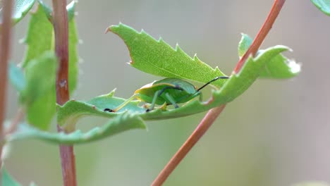 nahaufnahme eines grünen stinkkäfers