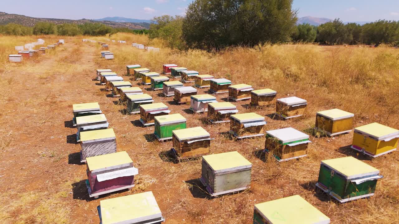 Colmeias coloridas em campo ensolarado, destacando a apicultura e a natureza.