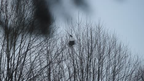 pájaros anidando en el árbol