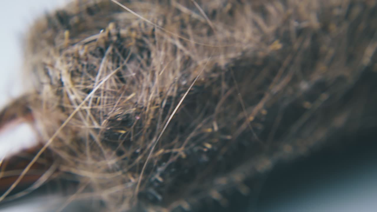 회색 표면에 머리카락 잠금과 함께 타원형 브러시를 따라 운동