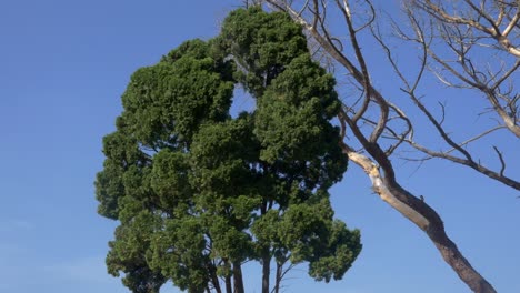 a tree blows in the wind on a clear blue sky day