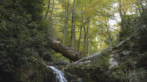 Kleiner-Wasserfall-Im-Appalachenwald-Im-Herbst