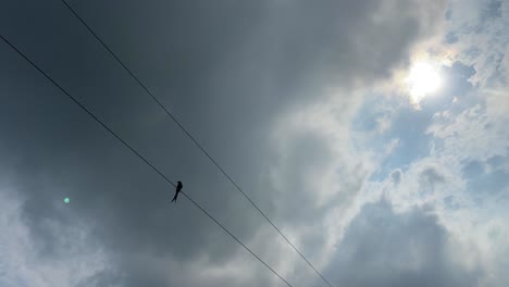cuckoo in a power line