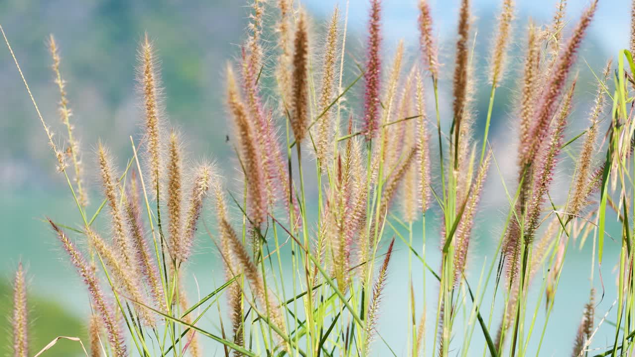 Reeds gently sway in the wind against a serene Phuket backdrop, captured in soft, natural lighting