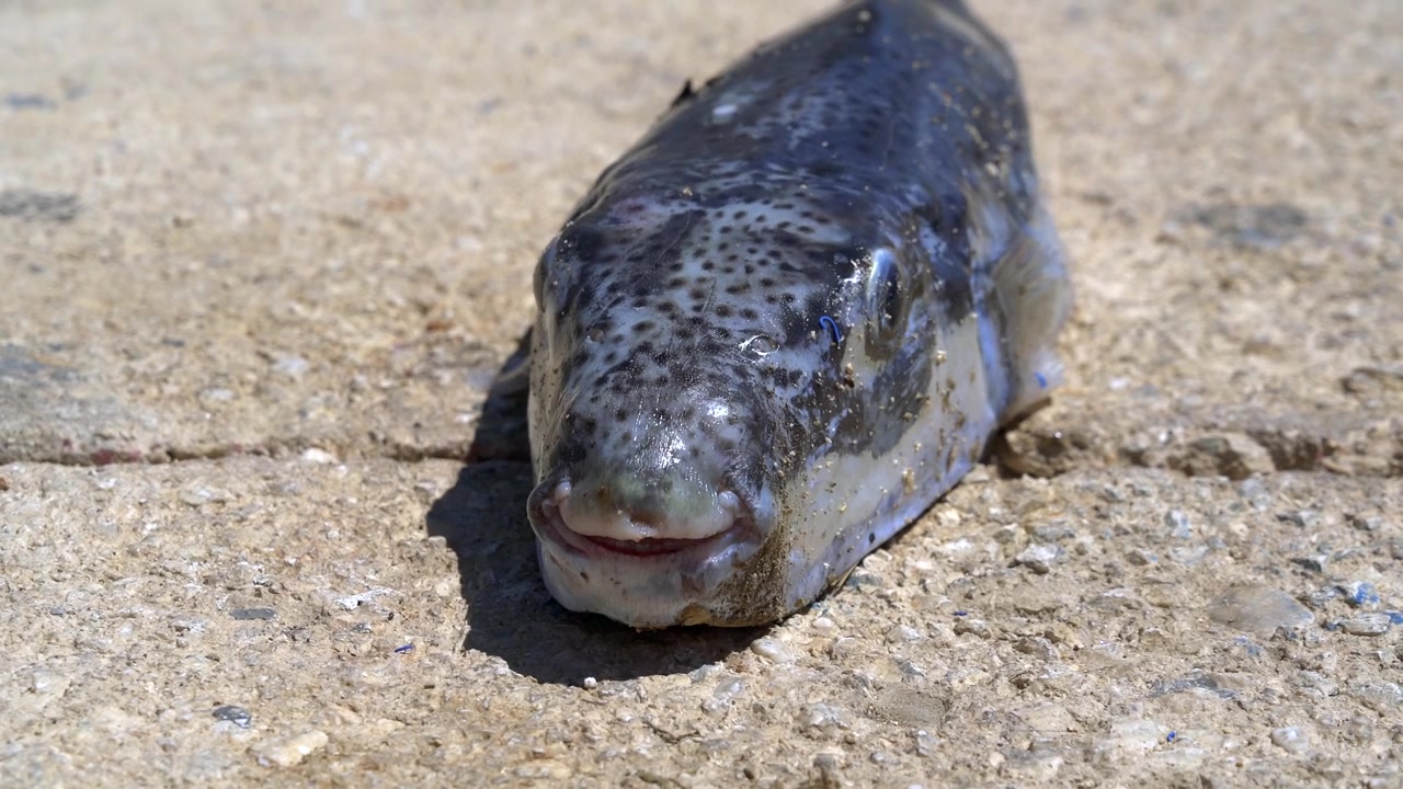 Pesce palla adagiato su superficie di cemento
