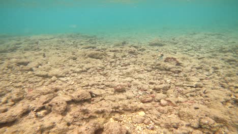 Hawaii-State-Fish-Reef-Drückerfisch