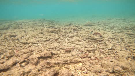 hawaii state fish reef triggerfish