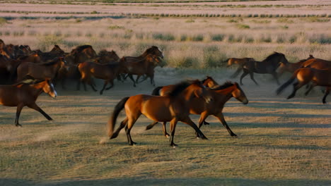 a large herd of wild horses galloping across a dusty field