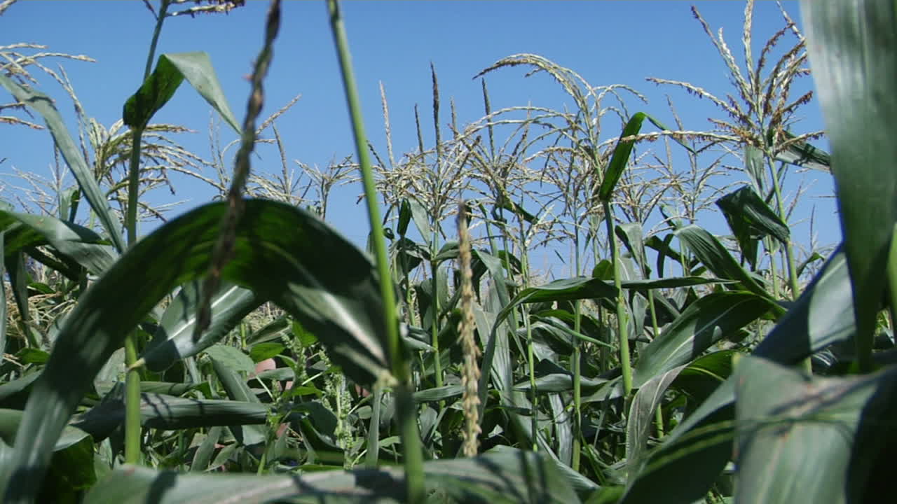 un hombre usa un sombrero y un overol mientras camina por un campo de maíz
