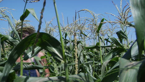 A-man-wears-a-hat-and-overalls-as-he-walks-through-a-corn-field