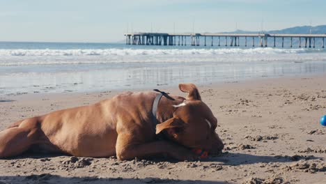 Perro-Pitbull-Tirado-En-La-Playa-Y-Muerde-El-Juguete-De-Pelota,-Cámara-Lenta