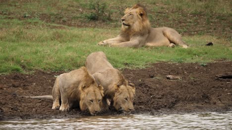 Two-male-lions-drink-from-river-together-with-third-lion-resting-in-background