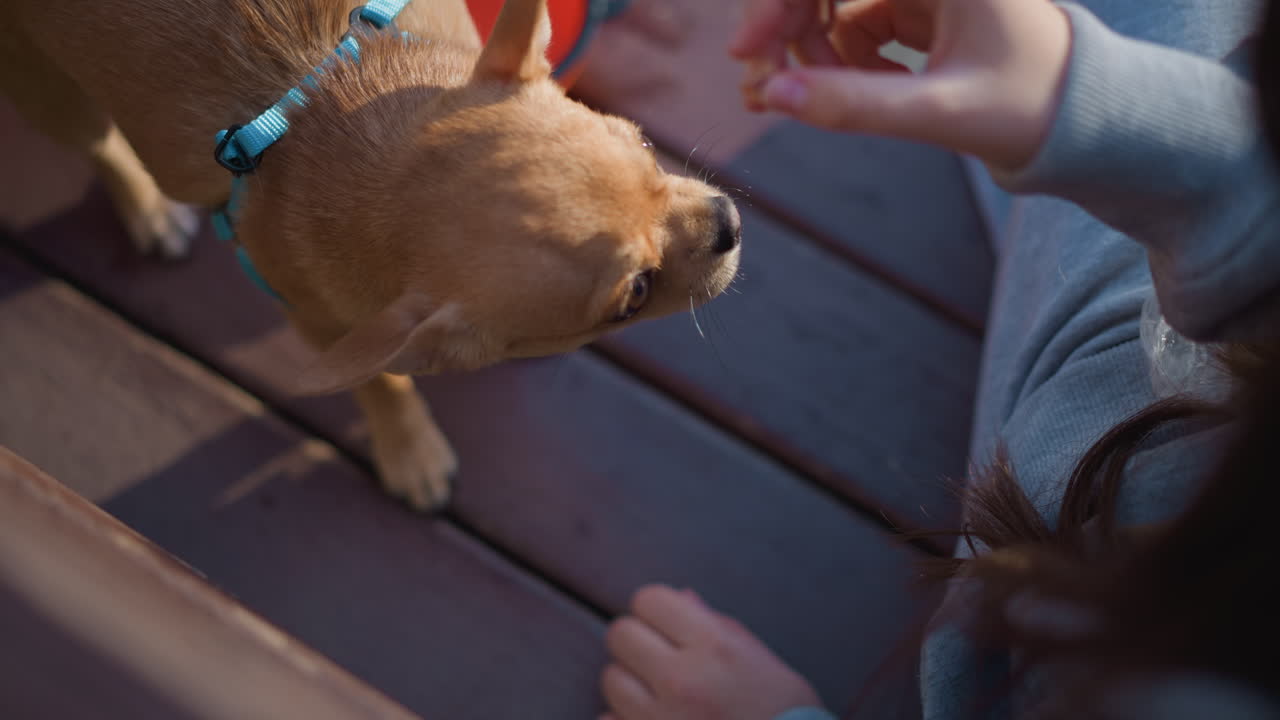 강아지가 간식을 살펴보고, 어린 사람이 밖에서 간식을 건네며, 백인 청소년이 호기심 많은 치와와에게 간식을 주고, 어린 십 대가 공원 벤치에 앉아 있는 장난기 넘치는 치와와에게 맛있는 간식을 줍니다.