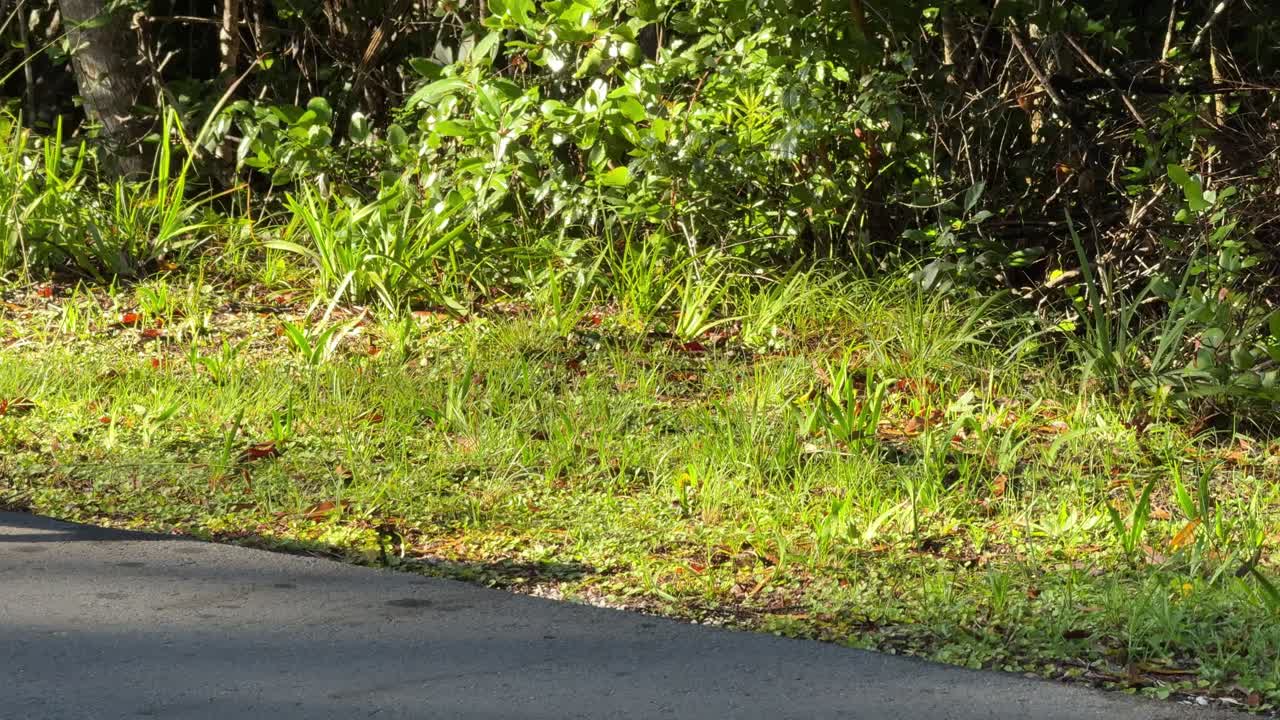 Baboons walking along the road