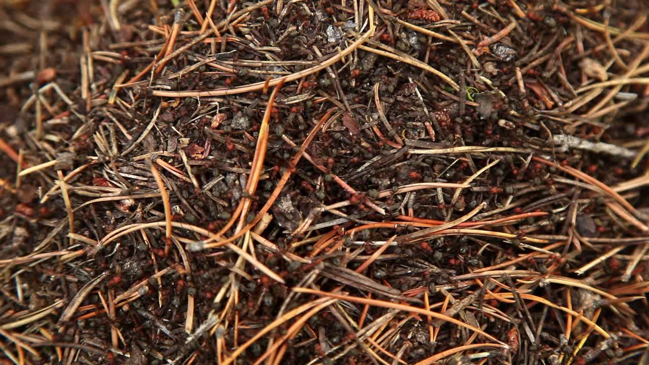 저녁에 바쁜 개미 언덕