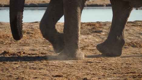 closeup of elephant feet as they meet with the ground