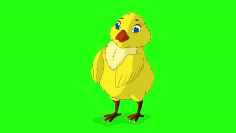 little yellow chicken stands and shakes off (chroma key)