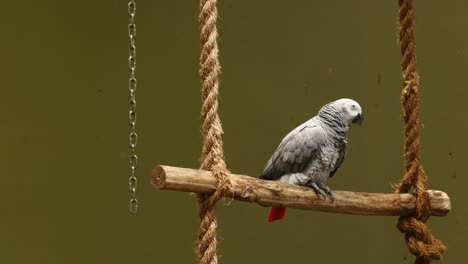 grey parrots on a rope perch