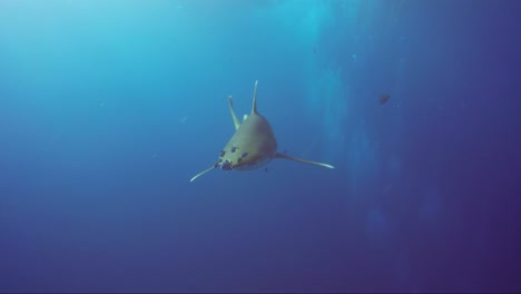 tiburon golpea camara