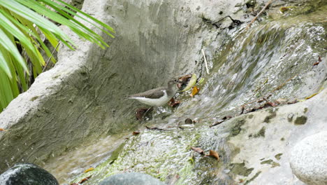 common sandpiper forages at small waterfall shallow water in malaysia