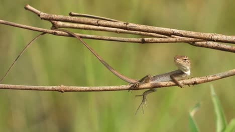 lizard in tree and waiting for pray