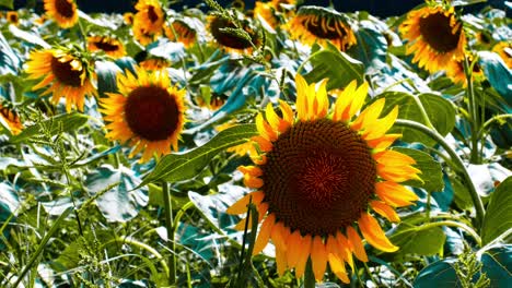 Sunflower-Fields-in-Tokyo,-Japan