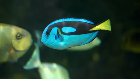 paracanthurus hepatus or blue tang close-up in