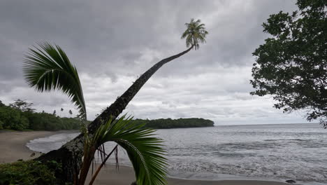A-palm-tree-reaches-out-over-a-sandy-beach-towards-the-ocean-on-the-island-of-Samoa