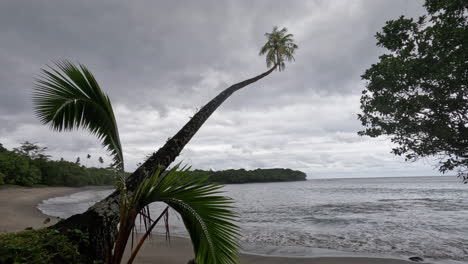 una palmera se extiende sobre una playa de arena hacia el océano en la isla de samoa
