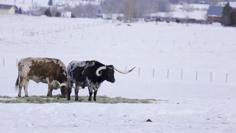 Texas-Longhorn-Rinder,-Die-Heu-Auf-Schneebedecktem-Feldgrundstück-Essen,-Rinderherde,-4k