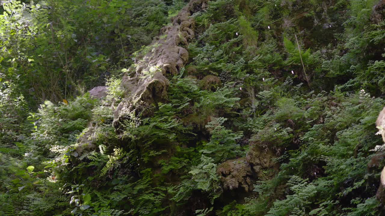 gotas de agua en cascada gotean desde el dosel de los árboles a través de los helechos de la selva en el sotobosque