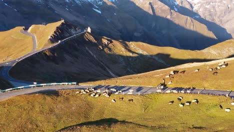vista aérea de un motociclista que recorre la carretera alpina de grossglockner en austria entre un rebaño de ovejas blancas y marrones
