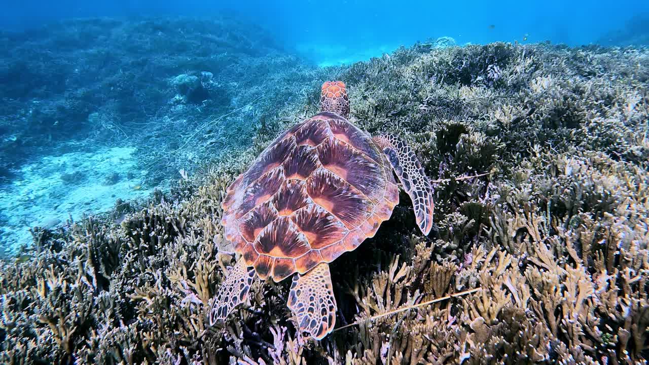 Green Sea Turtle Flapping Flippers While Swimming Over Coral Reef Under The Sea