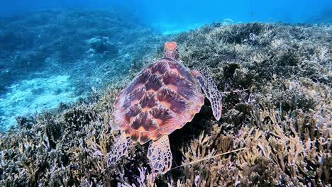 aletas de aleteo de tortugas marinas verdes mientras nadan sobre arrecifes de coral bajo el mar