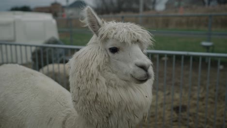 cute white furry alpaca looking shy at camera in coaticook farm in quebec, canada - slow motion