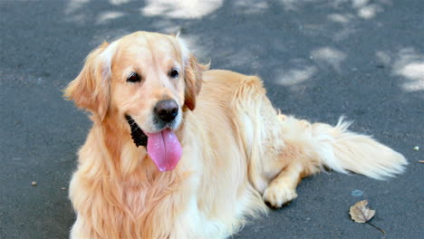 Hund-Schaut-In-Die-Kamera