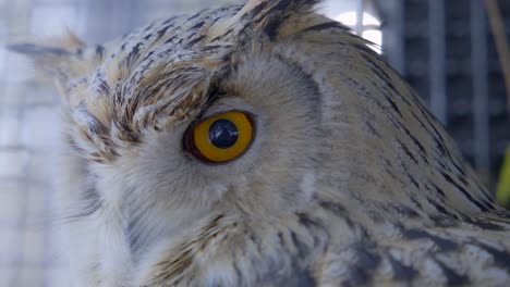 primer plano del ojo naranja del búho real siberiano en jaula