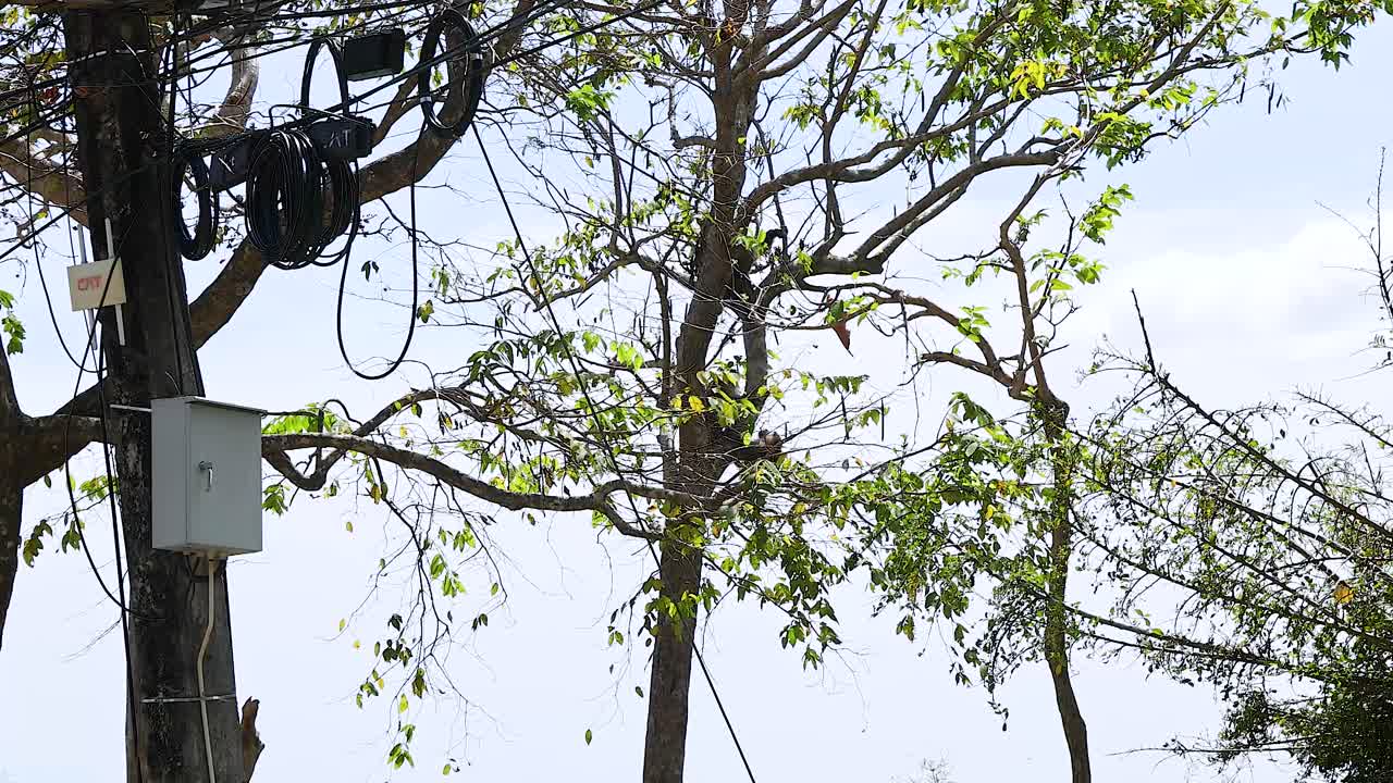 A monkey climbs through trees near a viewpoint in Phuket, Thailand, showcasing natural behavior in a lush, scenic environment
