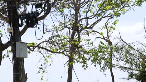 un mono se sube a través de los árboles cerca de un punto de vista en phuket, tailandia, mostrando un comportamiento natural en un entorno exuberante y pintoresco