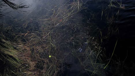 Cabeza-De-Cocodrilo-Escondida-En-La-Superficie-De-Un-Río-Oscuro-Y-Pantanoso-Mientras-El-Dron-Sube-Y-Gira