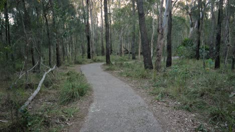 Sendero-Forestal-Abierto,-Parque-De-Conservación-Del-Lago-Coombabah,-Costa-Dorada,-Queensland