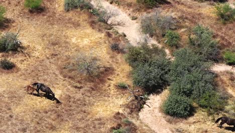 Aerial-rotation-around-wild-horses-and-their-foals-grazing-in-the-open-desert-around-the-McDowell-Mountain-Preserve,-Scottsdale,-Arizona-Concept:-animals,-nature