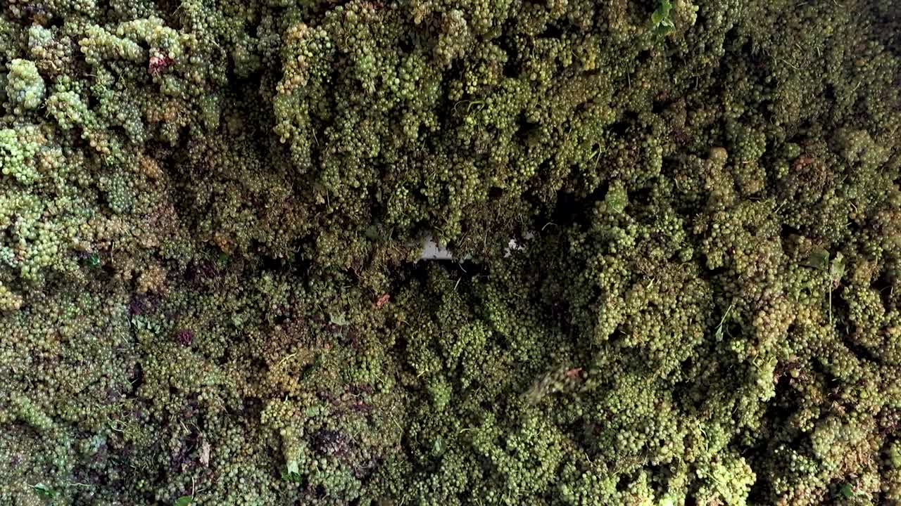 포도가 떨어지는 동안 포도 프레스보기